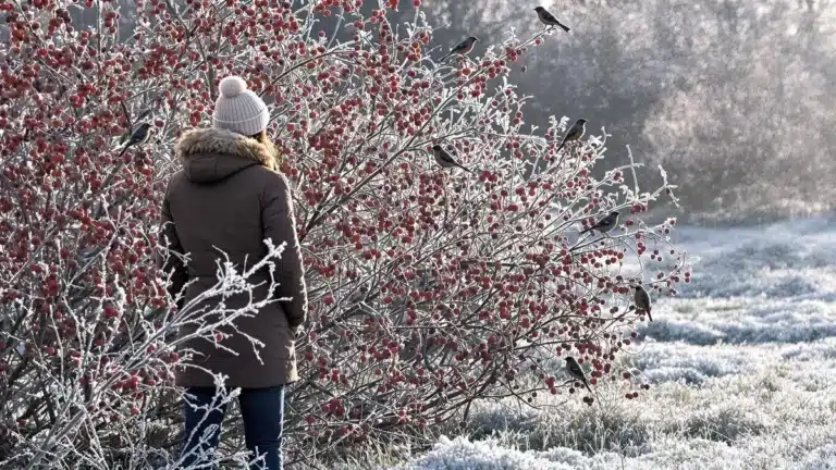 Deze 7 planten trekken de hele winter vogels aan maar veel mensen kennen deze simpele en voordelige oplossing niet